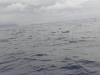 Azores dolphins